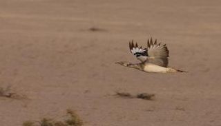 طائر الحبارى الآسيوي - أرشيفية