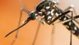 بعوض عملاق يثير الرعب في ولاية نورث كارولينا الأمريكية