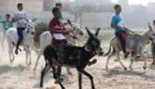 بالصور.. 3 آلاف شخص يتابعون ماراثونا للحمير بإحدى القرى المصرية