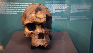 تاريخ المتحف الوطني الإثيوبي وأبرز مقتنياته 