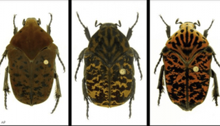 الخنافس المكتشفة حديثا