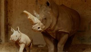 طفل يسقط في حظيرة وحيد القرن بحديقة حيوان - صورة أرشيفية