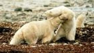 عصارة الدببة الصفراء علاج صيني للكبد وحصوات المرارة