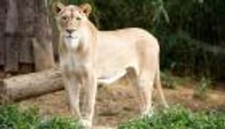 التلقيح الصناعي الأمل الأخير لإنقاذ فصيلة أسود في التشيك