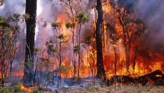 حرائق غابات في أستراليا - أرشيفية