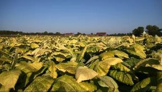 تعديل وراثي ناجح على نبات التبغ