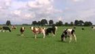 دعاوى قضائية لوقف حظر "الذبح الحلال" في بلجيكا