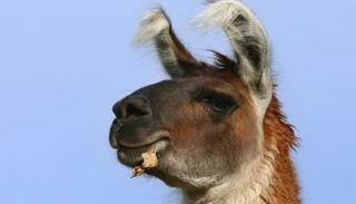 حيوان لاما في مزرعة بجنوب ألمانيا - صورة أرشيفية