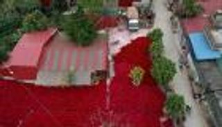 بالصور.. "قرى البخور" تتأهب لرأس السنة الفيتنامية