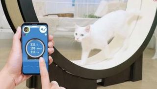 جهاز مشي للقطط