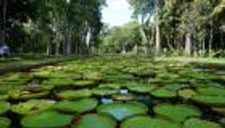 جزيرة موريشيوس.. جولة استكشافية لغابات تحيطها المياه اللازوردية