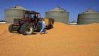 مصر تطرح مناقصة لشراء كمية غير محددة من القمح فبراير المقبل