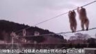 فيديو "قردة الكابل الكهربائي" يشعل تويتر