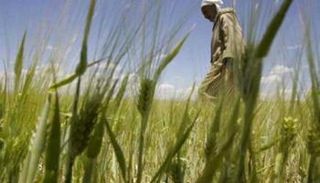 أراضي زراعة الحبوب في الجزائر