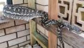 ثعبان ضخم يلتهم قطا منزليا بأستراليا.. وشركة تنصح باتخاذ احتياطات