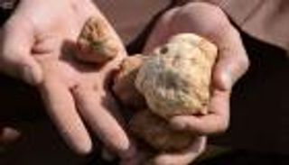 رحلة البحث عن الكمأة.. تقليد سعودي يزدهر في موسم الأمطار