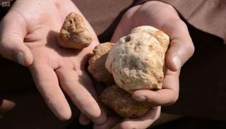 نبات الكمأة يتراوح وزنه من 30 إلى 300 جرام