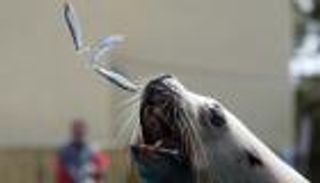 أمريكا تواجه "عجل البحر" بالقتل الرحيم لإنقاذ أسماك السلمون