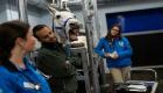 "كلينيكين".. عيادة فرنسية متطورة لعلاج الأحصنة 