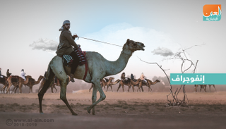 رحلة الهجن في صحراء الإمارات- أرشيفية