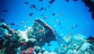 دراسة: محطات تحلية المياه تضر البيئة وتهدد الأسماك