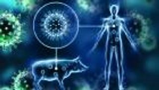 إعدام 900 ألف خنزير في الصين.. الخوف من انتشار الحمى