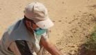 "البيئة" السعودية ترصد تكاثرا للجراد: لا يشكل خطرا ولا يستوجب المكافحة