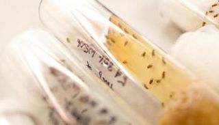 ذباب الفاكهة الذي أجري عليه التجارب