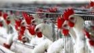 الإمارات تحظر استيراد الطيور الحية من روسيا