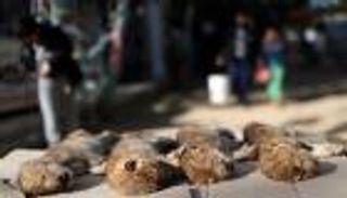 بالصور.. "ليلى" حزينة بقفص الأسود بعد نفوق أشبالها الأربعة في غزة