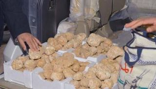 إقبال على شراء نبات فقع العرعر