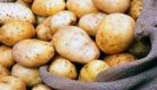 الاكتئاب يصل إلى البطاطس.. التكاثر المفرط سبب رئيسي