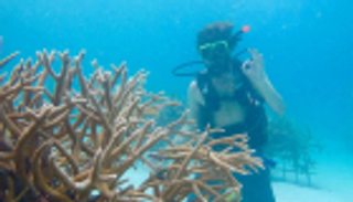 انطلاق بناء أول مزرعة مرجانية برية في العالم