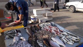 صيادو غزة.. معاناة متواصلة أمام بحر يضيق بأرزاقهم