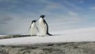 الجوع يهدد طيور المناطق القطبية والثدييات لسبب مناخي