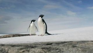 ارتفاع الحرارة في المناطق القطبية يقلل عثور الثدييات على الغذاء