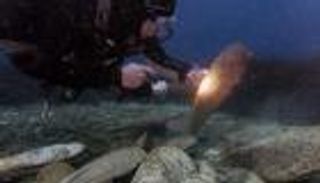 بالصور.. ثروات "أم اللؤلؤ" مهددة بالفناء بسبب الاحتباس الحراري