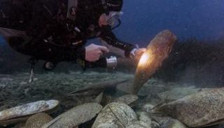 غطّاس يرصد أوضاع أصداف أم اللؤلؤ 