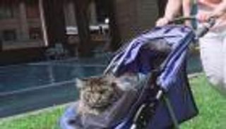 قط إيطالي يدخل موسوعة جينيس بطول 120 سنتيمترا.. "المضحك الطويل"