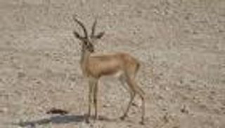 غضب في تونس من انتهاك قطريين للثروة الحيوانية المهددة بالانقراض