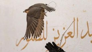 منافسات قوية في اليوم الرابع لمهرجان الصقور