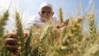 مصر تشتري 360 ألف طن من القمح في مناقصة