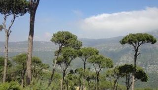 أشجار الصنوبر في لبنان - صورة أرشيفية