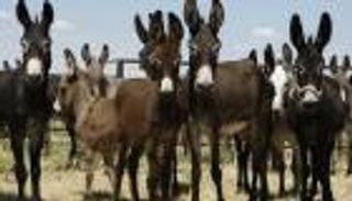 الجزائر تسمح باستيراد لحوم البغال والحمير
