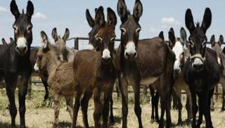 الجزائر تسمح باستيراد لحوم البغال والحمير