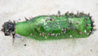 السفن التجارية مصدر تلوث المحيطات بالبلاستيك