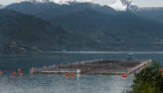 الهروب الكبير.. فرار 32 ألف سمكة سلمون من تشيلي