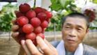 عنب "روبي رومان".. العنقود بـ11 ألف دولار