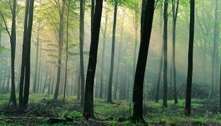 نسبة كبيرة من الكربون مختزنة في طبقات اليابسة