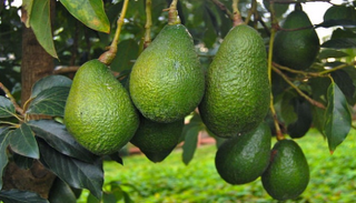 ثمرة الأفوكادو